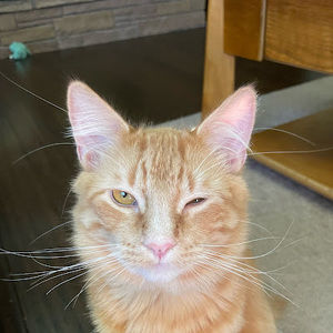 Meet your Posher, Forrest